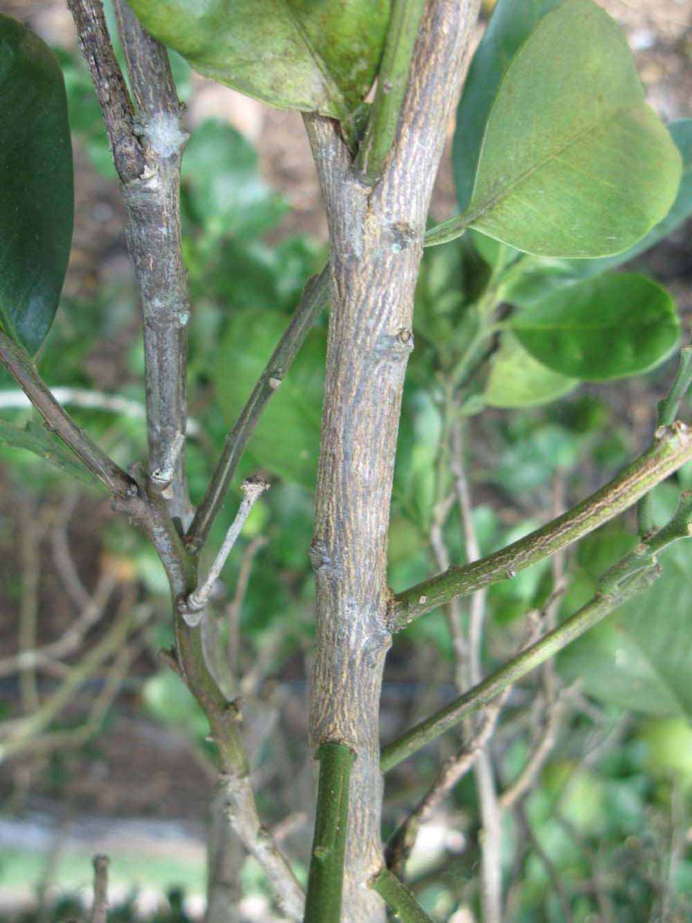              Second - third year twig (Winter Haven, FL)       